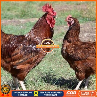 

Telur ayam rodhe island / telur ayam hias / telur fertil siap cod CV GLAMOUR ID