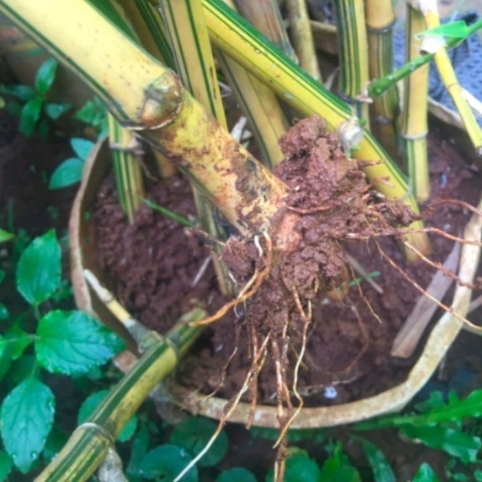 

Ready stok Bibit bambu kuning sudah ber akar dan sudah tumbuh