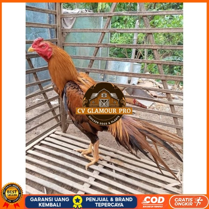 

(10 butir) Telur Ayam Ekor Lidi Untuk Di tetaskan CV GLAMOUR PRO