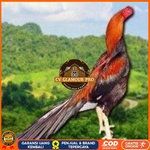 

PAKET 3 BUAH TELUR AYAM BANGKOK EKOR LIDI (FRESH) CV GLAMOUR PRO