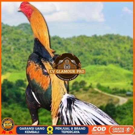 

telur ayam bangkok ekor lidi original CV GLAMOUR PRO