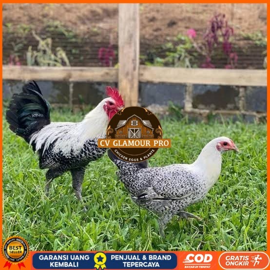

Telur ayam arab fertil asli siap ditetaskan CV GLAMOUR PRO