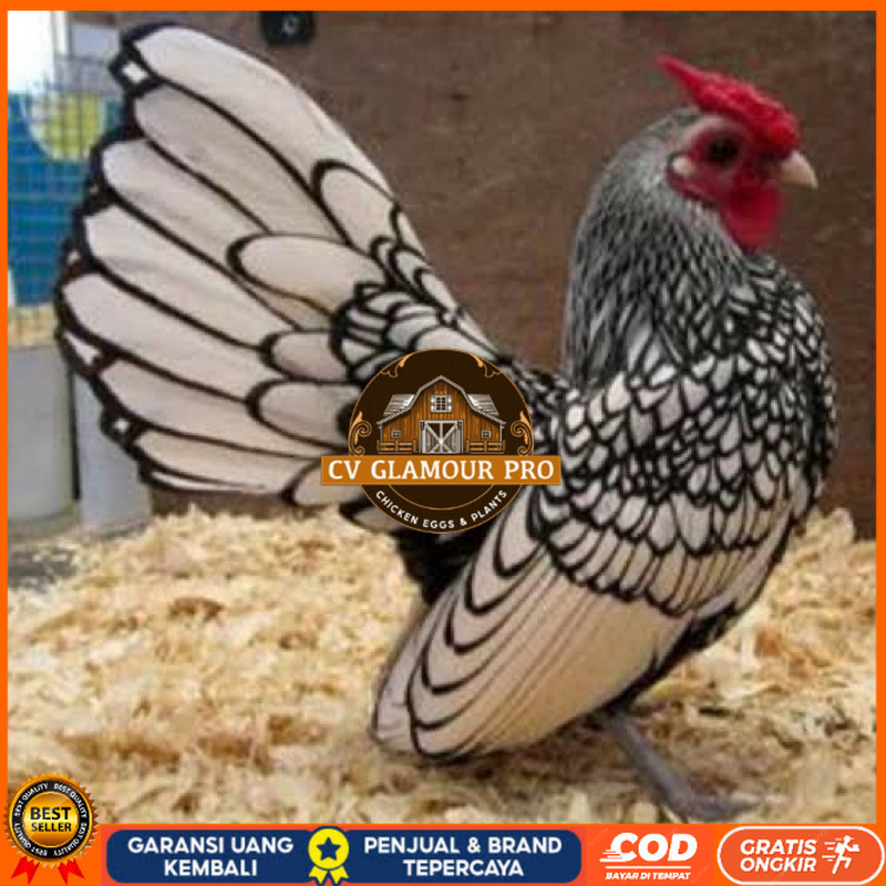 

TELUR FERTIL AYAM BATIK ITALY UNTUK DI TETASKAN CV GLAMOUR PRO
