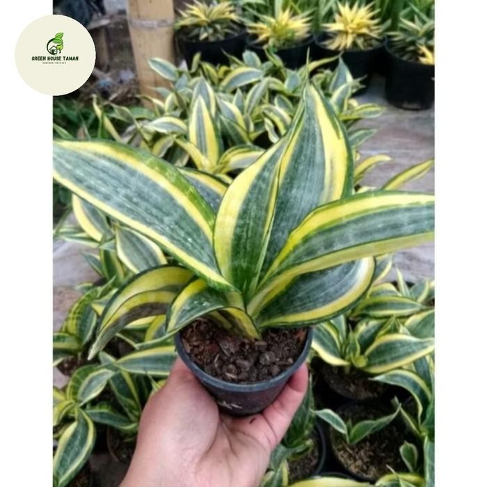 tanaman hias Sansevieria Twister - tanaman indoor sansivera Twister