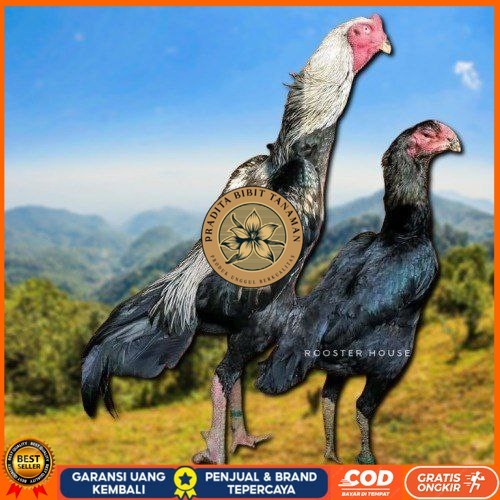 

telur tetas ayam shamo tarung valid super garansi PRADITA BIBIT TANAMAN