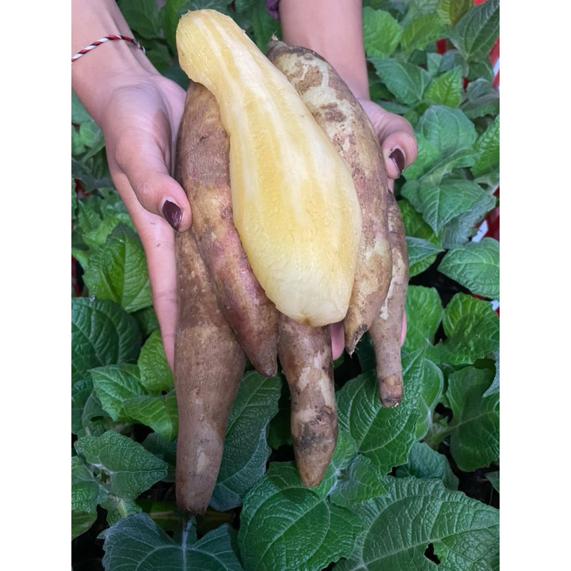 

ubi yakon size super berkualitas