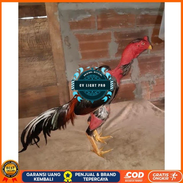 

TELUR AYAM SAIGON TANGGUH UNTUK DI TETASKAN CV LIGHT PRO