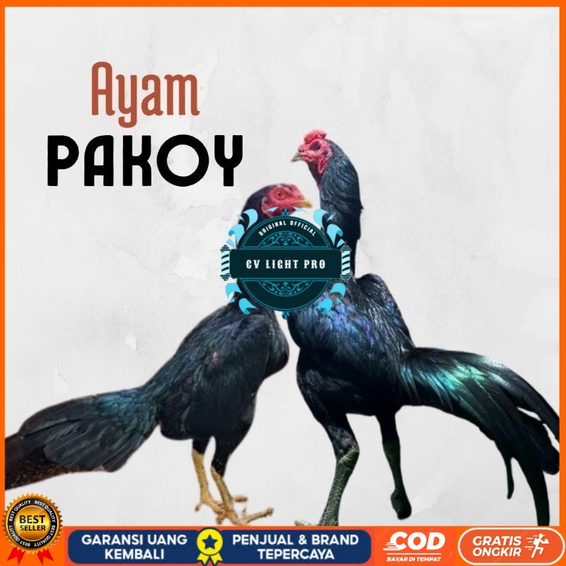 

telur ayam pakhoy ori thailand petarung bisa untuk di tetaskan CV LIGHT PRO