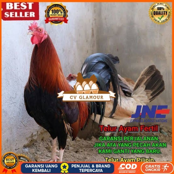 

Telur ayam hias pilipin fertil siap ditetaskan Langsung CV GLAMOUR