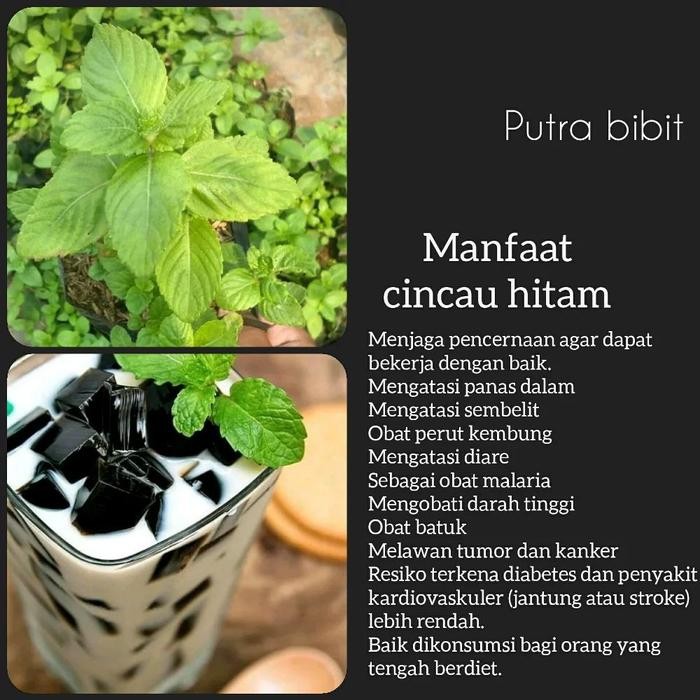Bibit Tanaman Cincau Hitam Janggelan - Tanaman herbal janggelan hitam