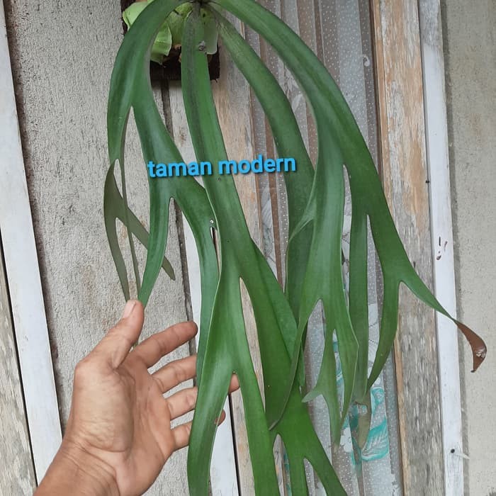 Sahabattani KADAKA TANDUK RUSA-tanaman kadaka tanduk rusa