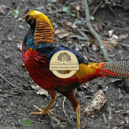 

Telur ayam ringneck golden pheasant telur ayam hias fertil siap cod KURNIA PRATAMA GROUP