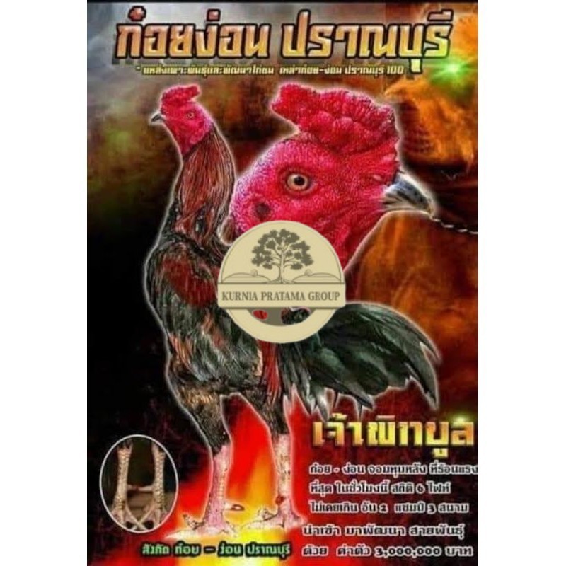 

Telur fertil ayam pakhoy trah pitt bull / COD KURNIA PRATAMA GROUP