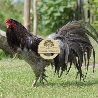 

Telur ayam black sumatera / telur ayam hias / telur fertil siap kirim KURNIA PRATAMA GROUP