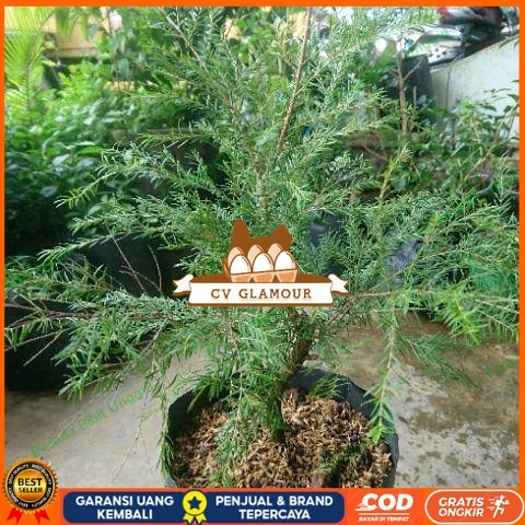 Bibit Tanaman Cucur Atap Langka/ Tanaman Obat Ujung Atap Bibit Tanaman Super Unggul CV GLAMOUR