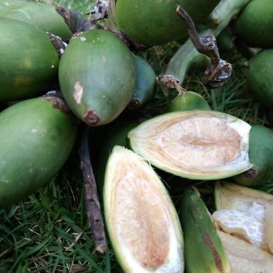 

Ready stok buah pinang ceming sedia Buah pinang muda,buah jambe muda segar,buah jambe 1001 manfaat