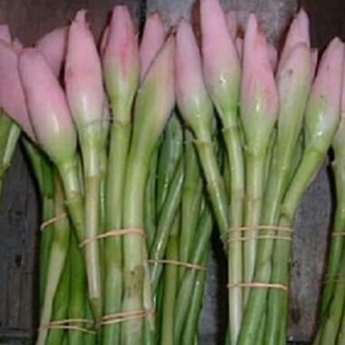 

promo fressh BUNGA KECOMBRANG 1kg SEGAR ready