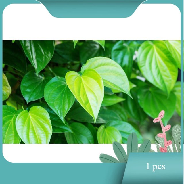 

Daun Sirih Hijau Segar