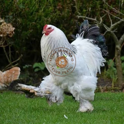 

Telur ayam hias brahma siap ditetaskan KURNIA PRATAMA ID