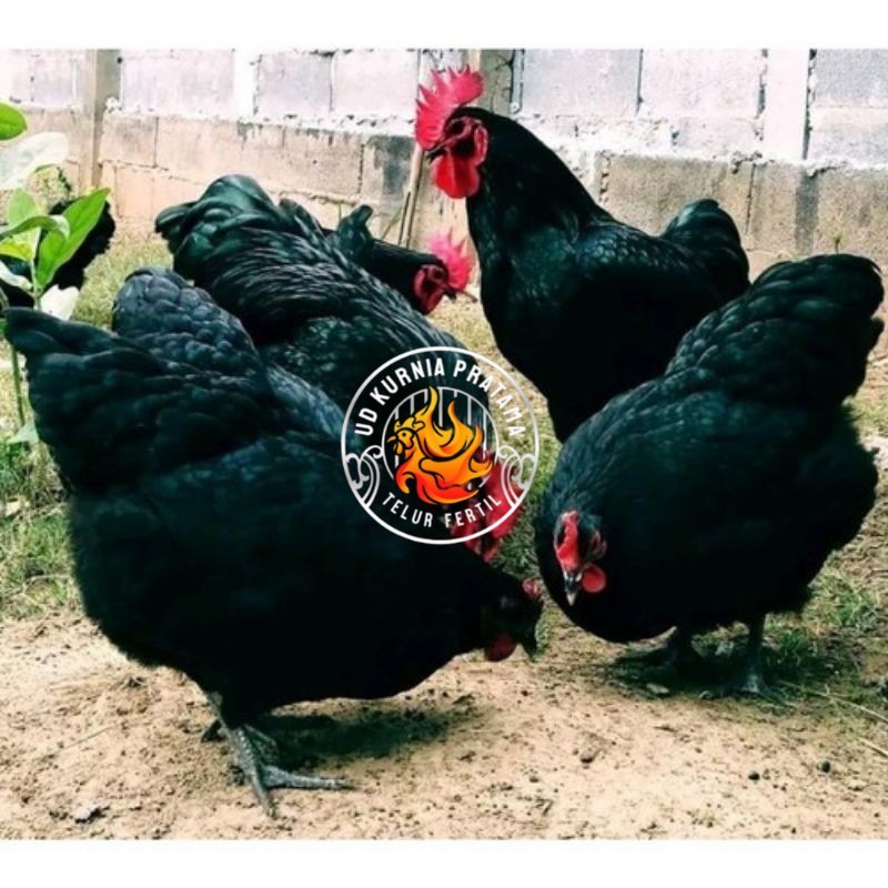 

TELUR AYAM HIAS PETELUR AUSTRALORP UNTUK DI TETASKAN UD KURNIA PRATAMA
