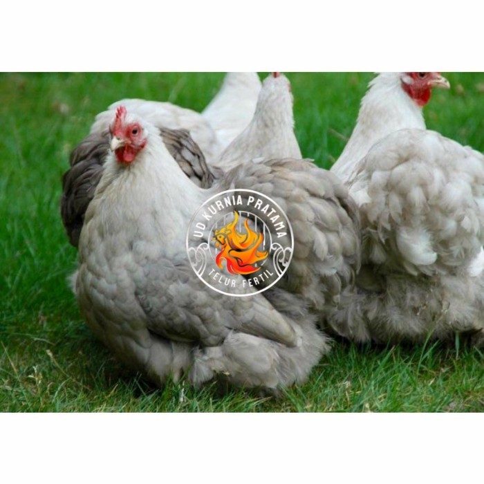

Telur ayam hias bantam chocin fertil siap ditetaskan - bantam chocin UD KURNIA PRATAMA