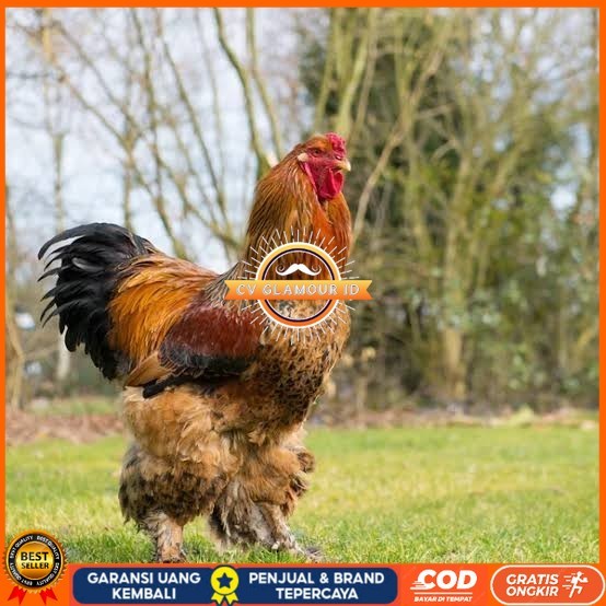 

Telur ayam brahma jumbo / telur ayam hias / telur fertil siap tetas CV GLAMOUR ID