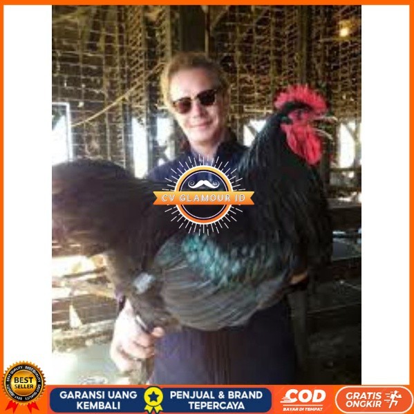 

TELUR AYAM LARMOD SUPER JUMBO RAKSASA UNTUK DI TETASKAN CV GLAMOUR ID