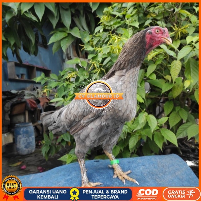 

Telur ayam bangkok birma fertil / ayam petarung aduan untuk ditetaskan Langsung CV GLAMOUR ID