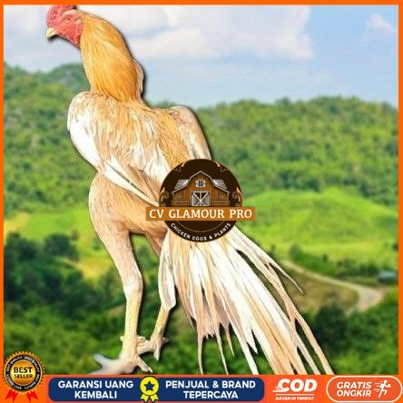 

telur ayam ekor lidi original bisa untuk di tetaskan super CV GLAMOUR PRO