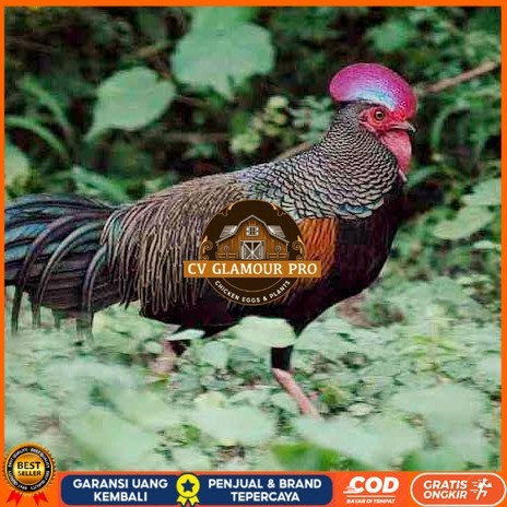 

Telur ayam hutan x jawa bekisar fertil siap ditetaskan - ayam hutan CV GLAMOUR PRO
