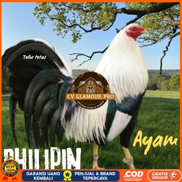 

telur ayam philipin asli AK47 bisa untuk di tetaskan super CV GLAMOUR PRO