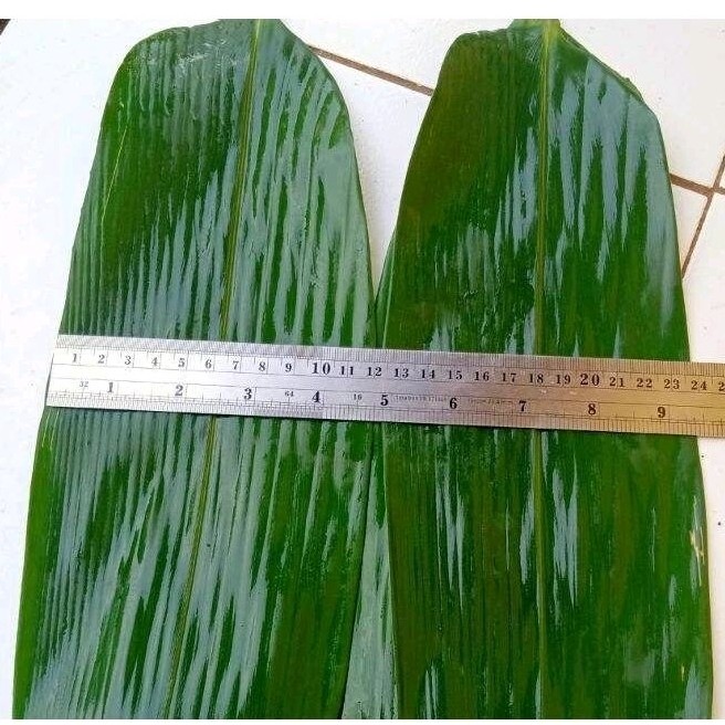 

Promo : 100 Lembar Daun bambu BIG SIZE 10-15cm Fresh Bungkus Bacang / Bakcang