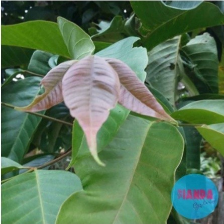 

AZ Daun Kecapi Segar 50Lembar Murah Segar Obat Herbal Obat Tradisional Obat Alami Di Petik Langsung Saat Orderan Masuk