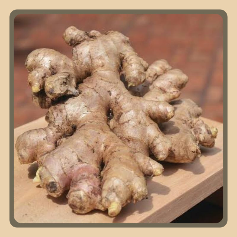 

ELSHOP Jahe Emprit Tua Fresh/Segar Murah Pedas Berkualitas Kaya Manfaat 1 Kg