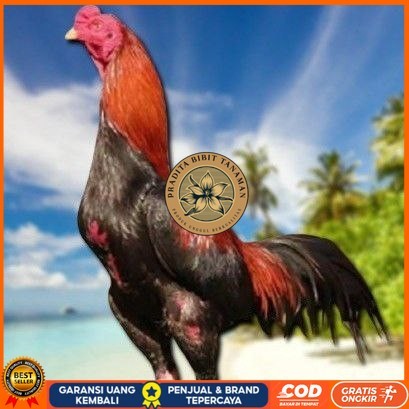 

telur ayam bangkok original bisa untuk di tetaskan PRADITA BIBIT TANAMAN