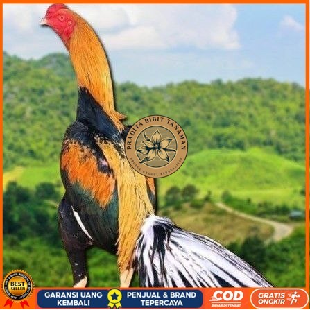 

telur ayam bangkok ekor lidi original PRADITA BIBIT TANAMAN