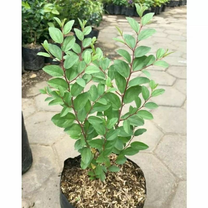 (BISA COD) TANAMAN HIAS BIDARA ARAB - BIDARA ARAB - POHON BIDARA ARAB