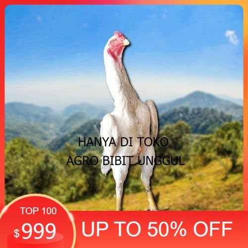 

telur tetas ayam shamo berkualitas agro.bibit.unggul