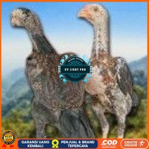 

telur tetas ayam shamo siap di tetaskan super garansi CV LIGHT PRO