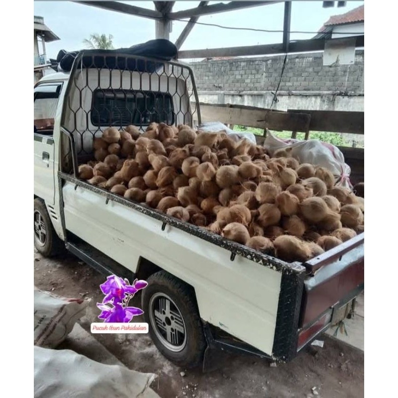

TB-02 kelapa tua segar/1kg