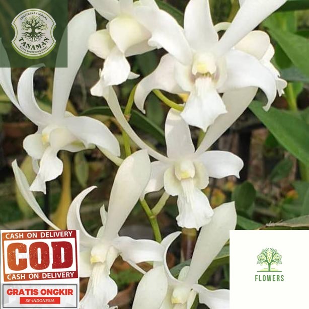 tanaman hias anggrek dendrobium caesar white/capung jawa