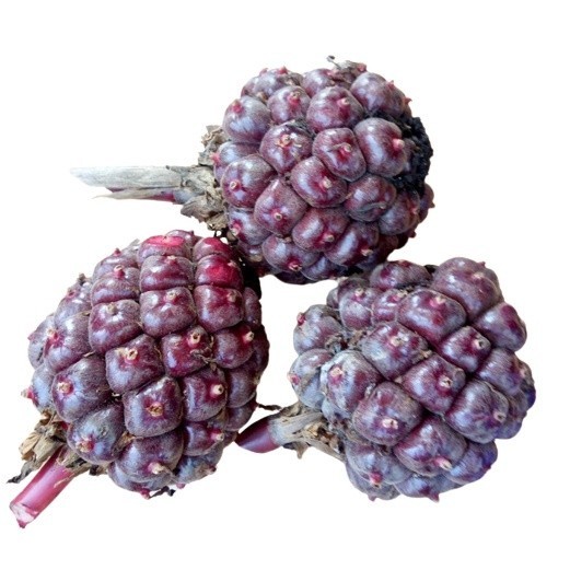 

Promo BUAH HONJE MERAH BUAH KECOMBRANG MERAH [ FRESH PRODUK ]