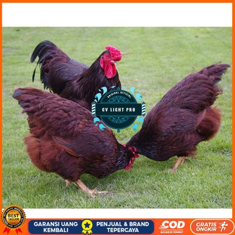 

TELUR AYAM RIR / RHODE ISLAND RED PURE LINE UNTUK DI TETASKAN CV LIGHT PRO