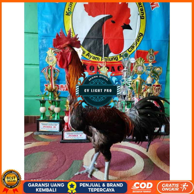 

TELUR FERTIL AYAM PELUNG TRAH JUARA UNTUK DI TETASKAN CV LIGHT PRO