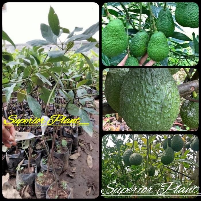 BIBIT ALPUKAT HASS HASIL OKULASI