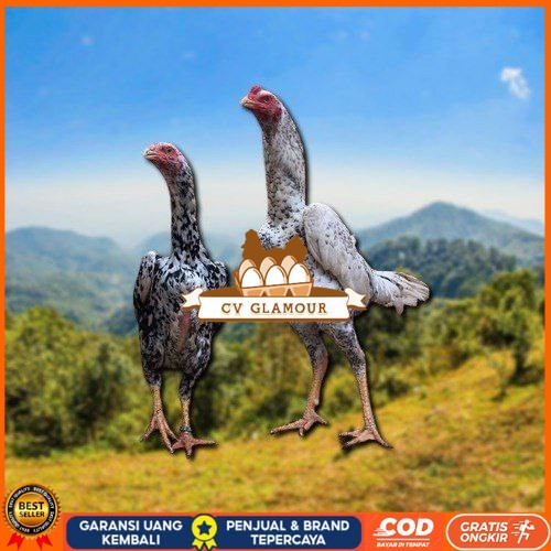 

telur tetas ayam shamo besar CV GLAMOUR