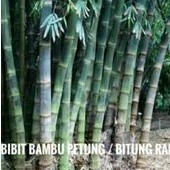 bibit bambu petung bambu raksasa bambu rebung bonggol bawah