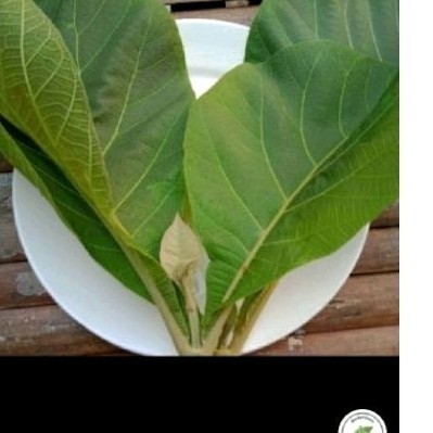 

promo Daun jati sgar' daun jati herbal