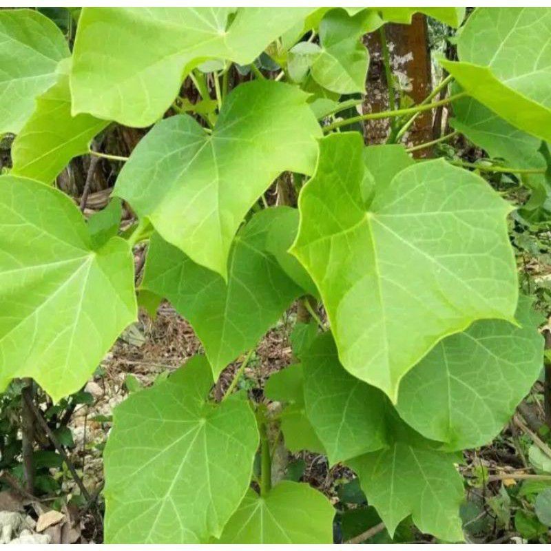 Sahabattani DAUN JARAK PAGAR SEGAR 1 KG