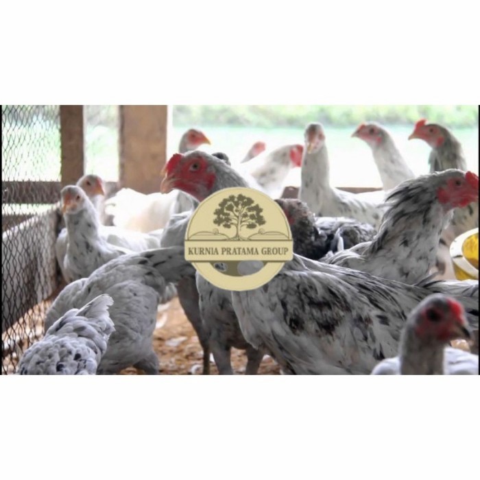 

Telur ayam fertil asli sensi petelur handal siap ditetaskan - ayam sensi KURNIA PRATAMA GROUP